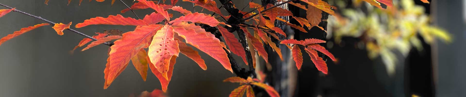 パソコン用の画像